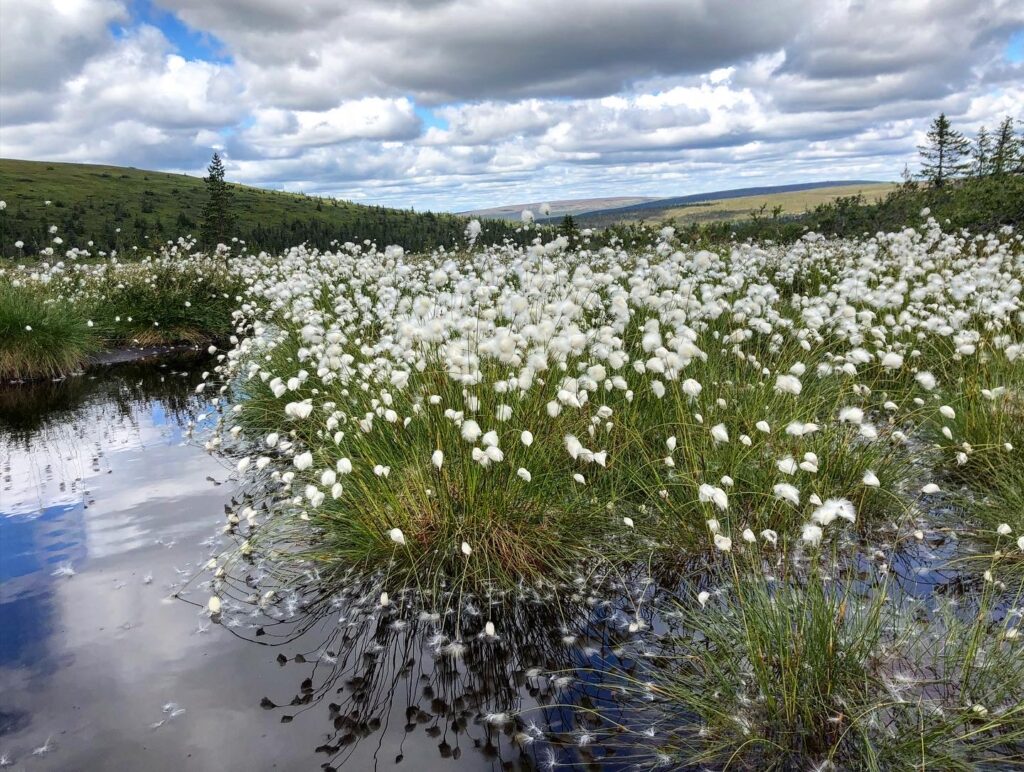 Storfjällsgraven
