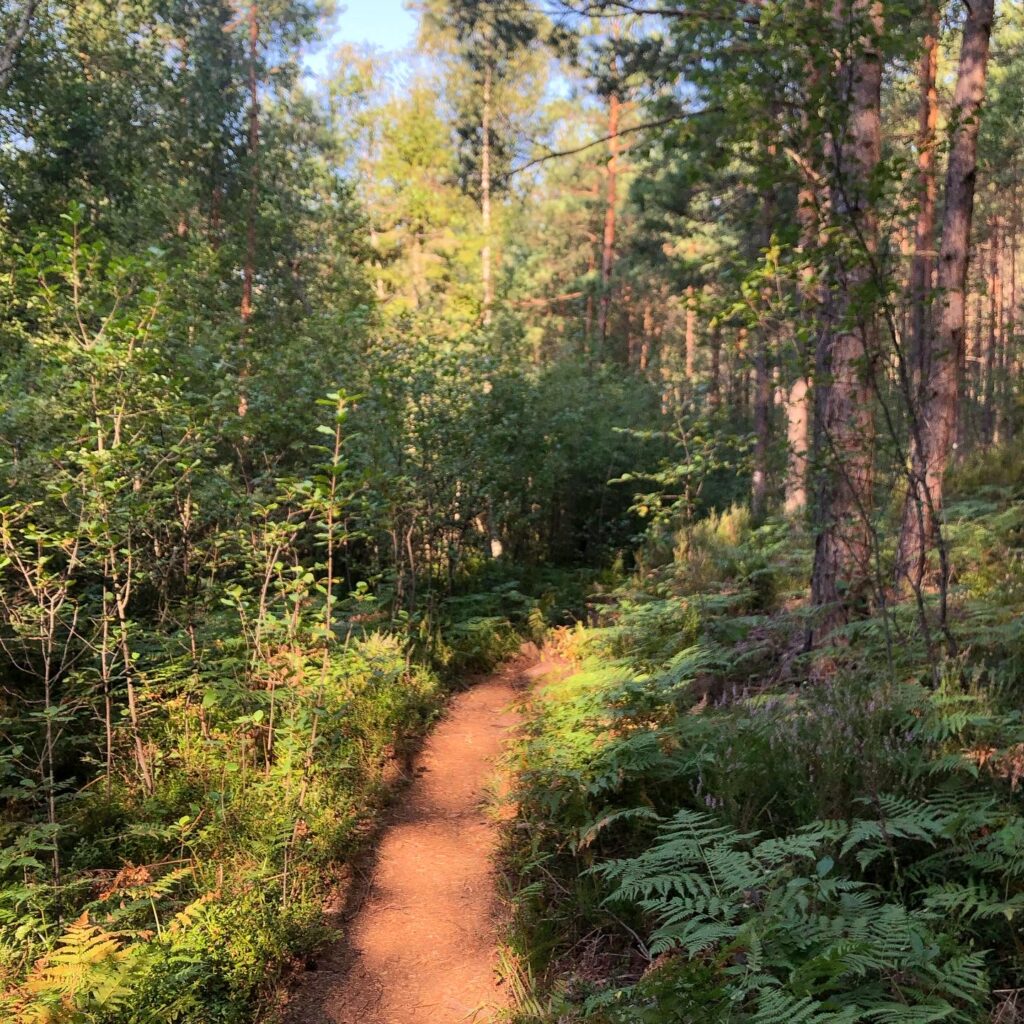 Skogsstig