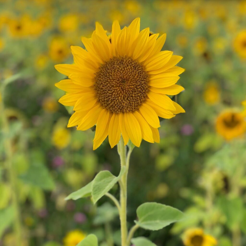 Sunflower