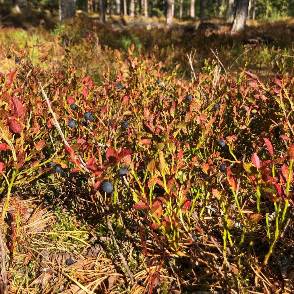 Blåbärsris
