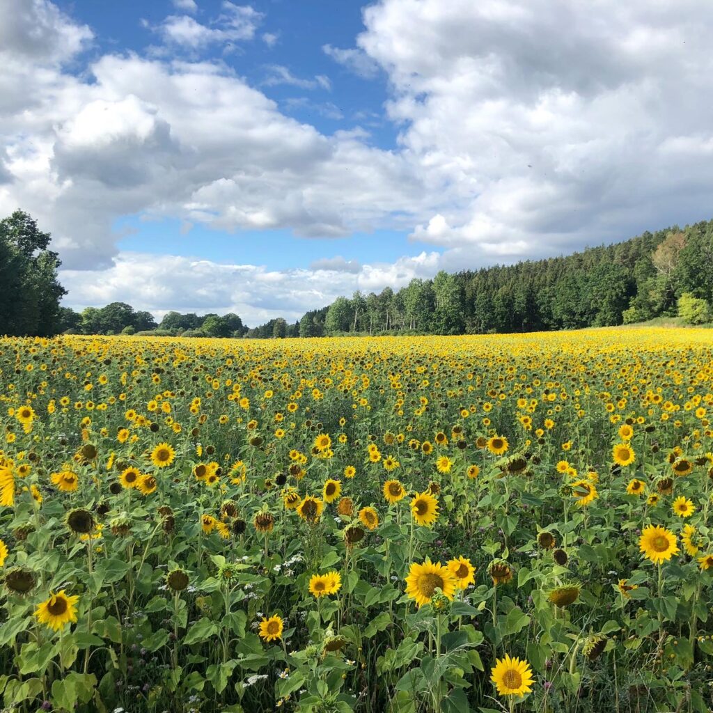 Solrosfält