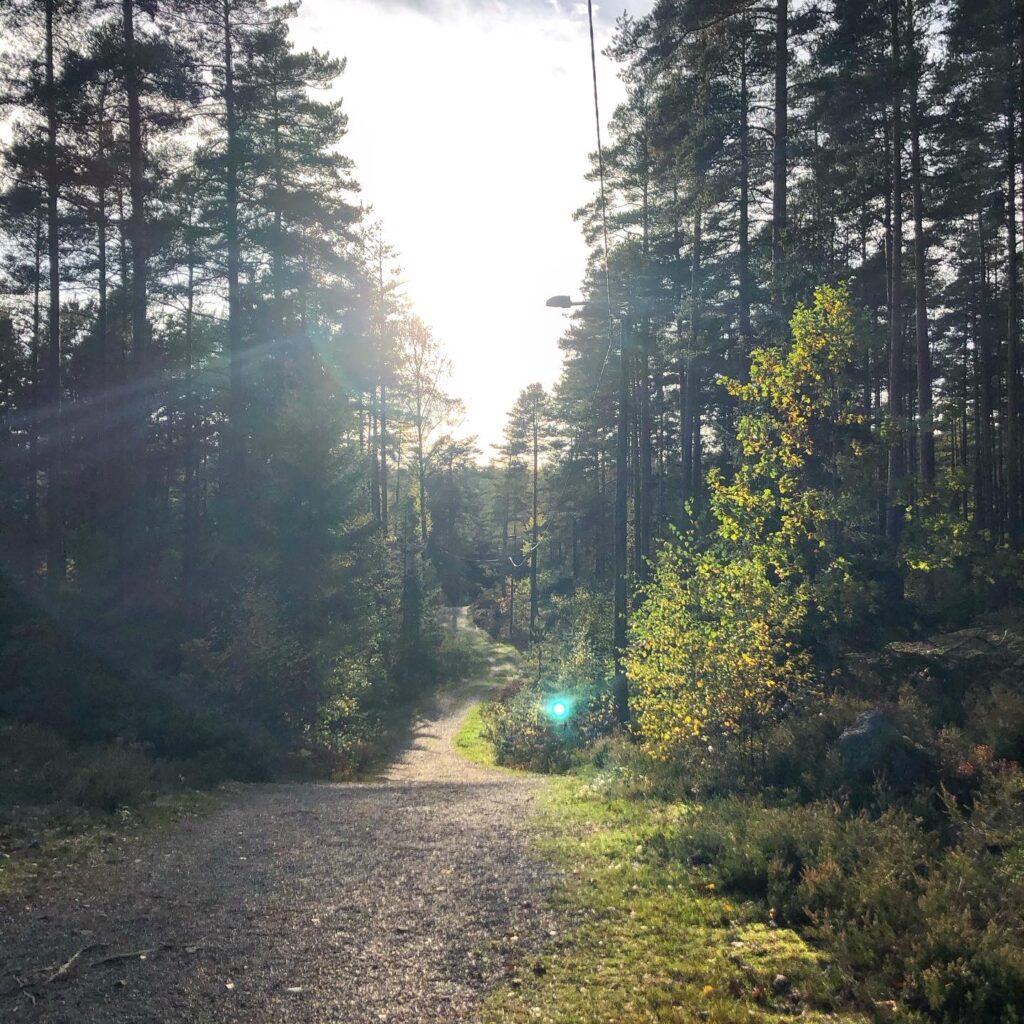 Kvällssol