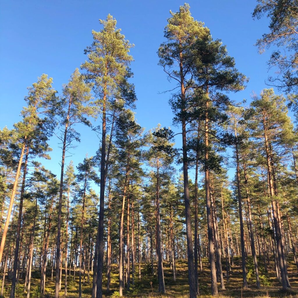 Första veckan avklarad