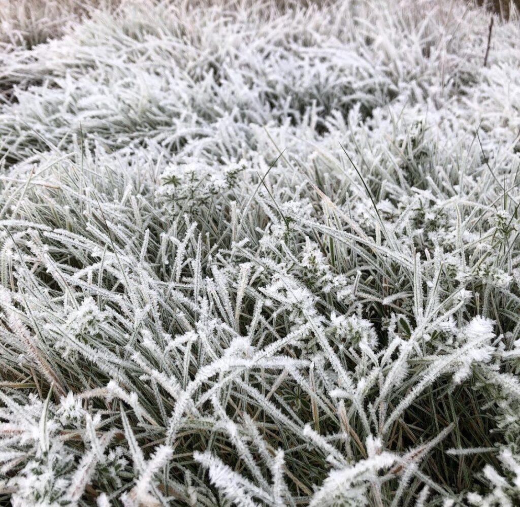 Frost