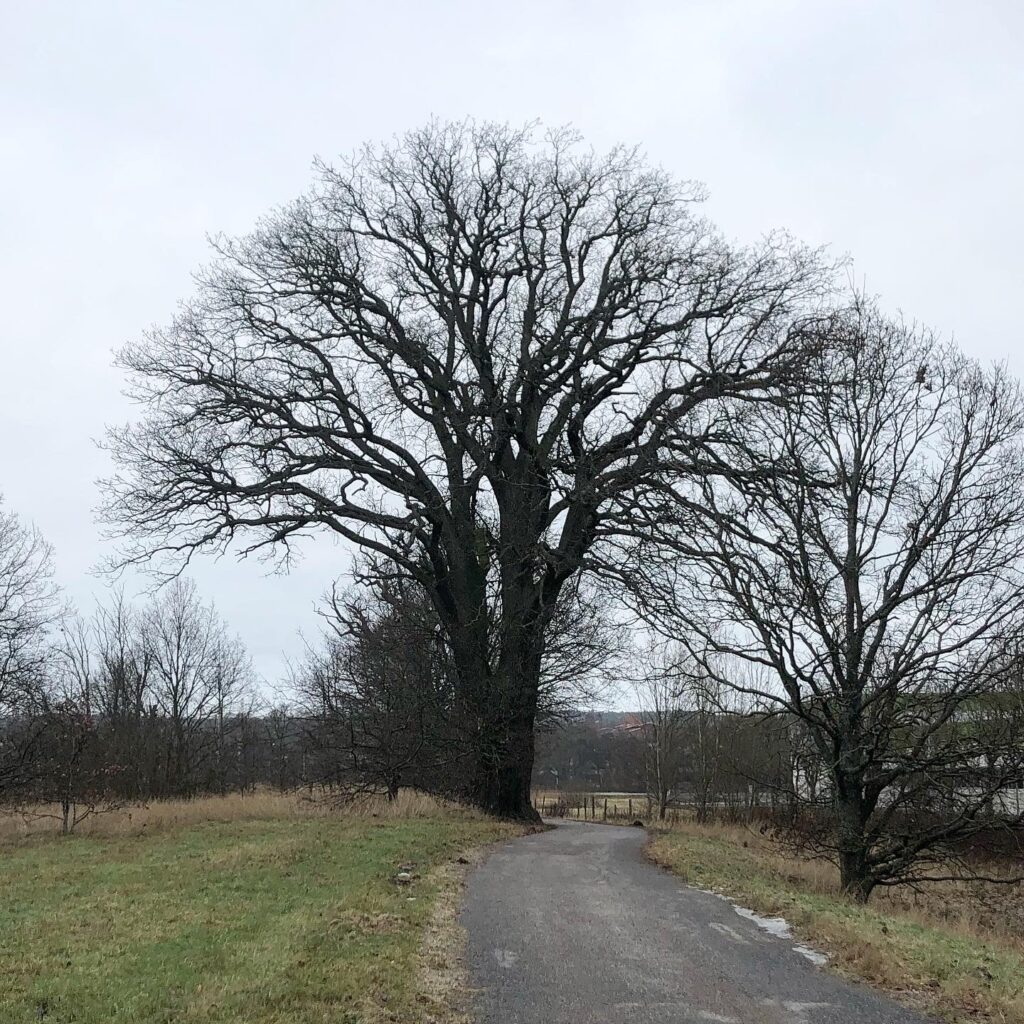 Favoritträd