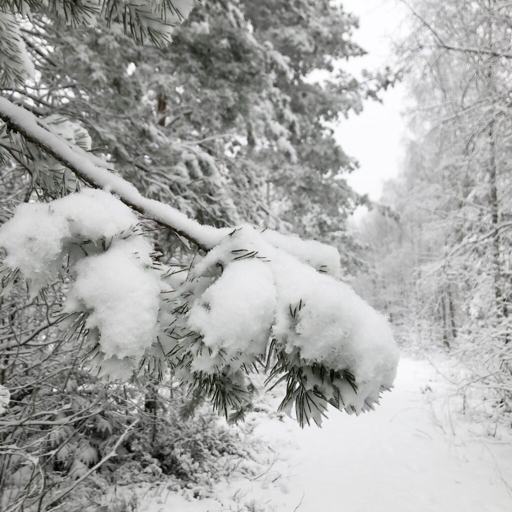 Snö
