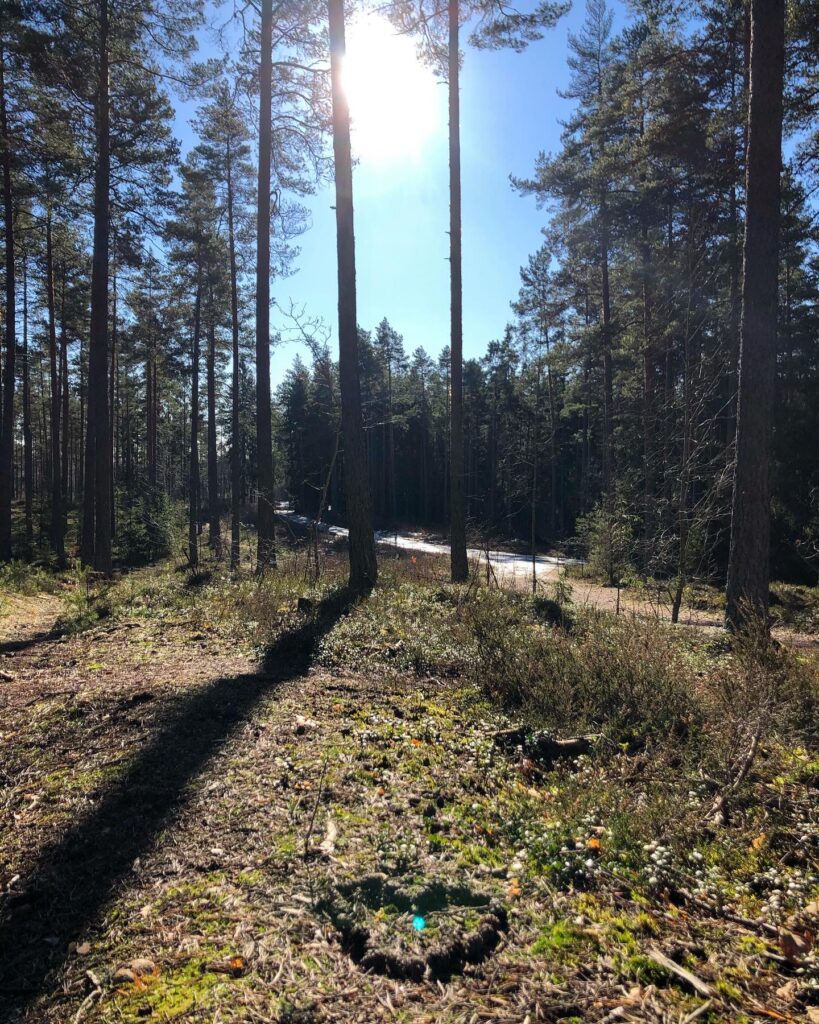 Skogen