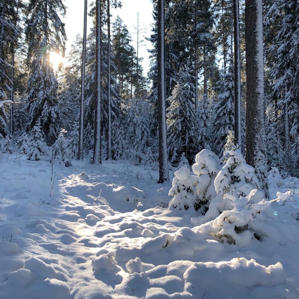 Vinterlandskap