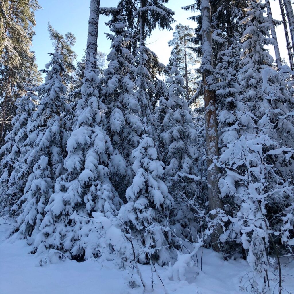 Snötyngda granar