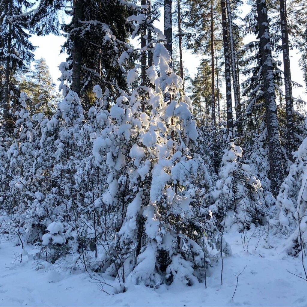 Vinterskog