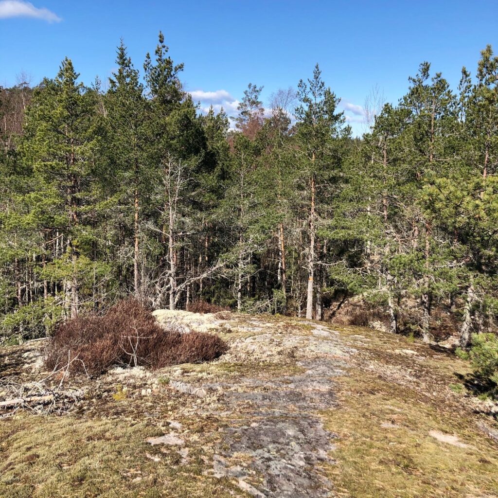 Bergskam