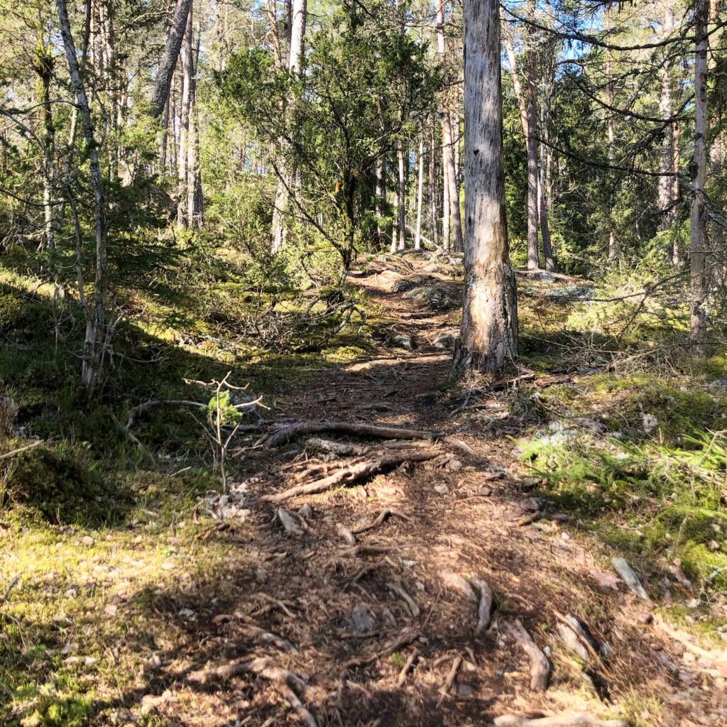 Skogsstig