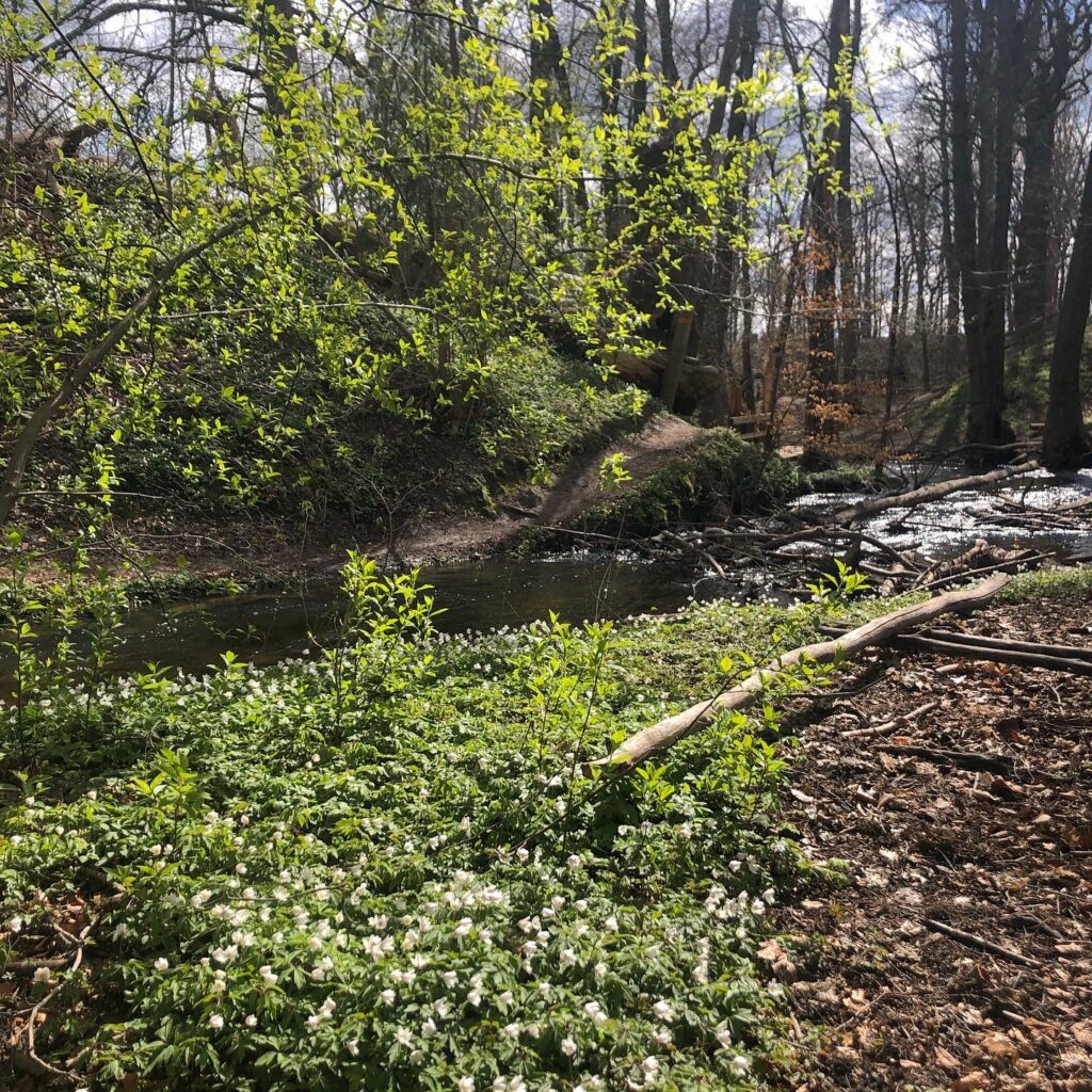 Söndagsmil bland vitsippor