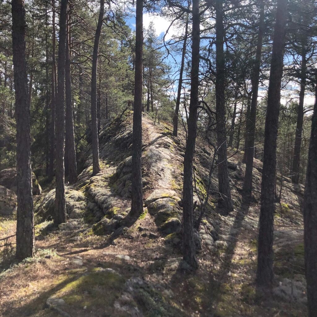 Bergskam
