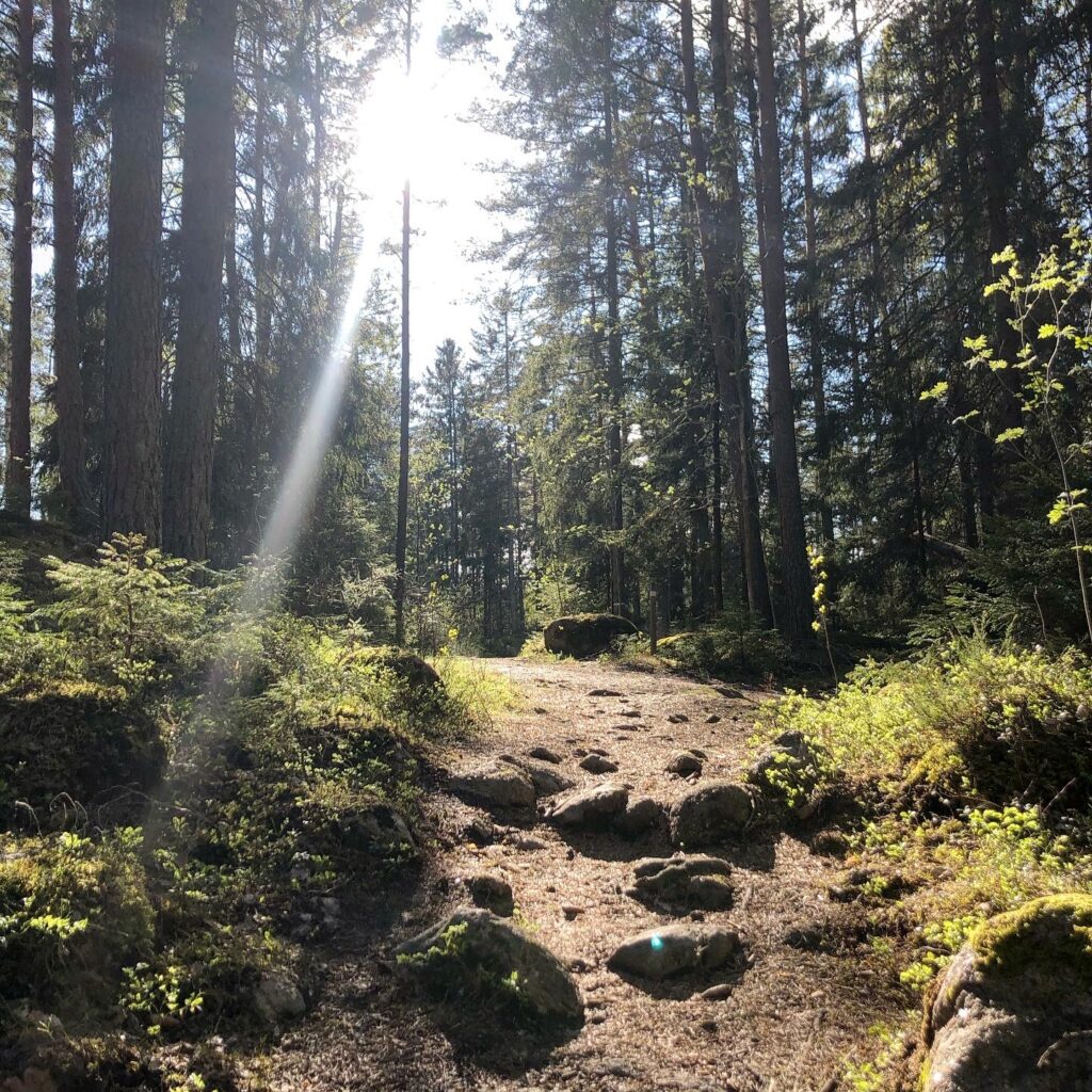 Skogspring