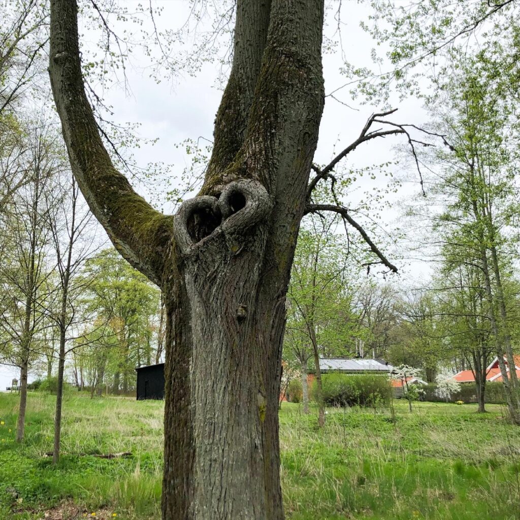 Hjärta i träd