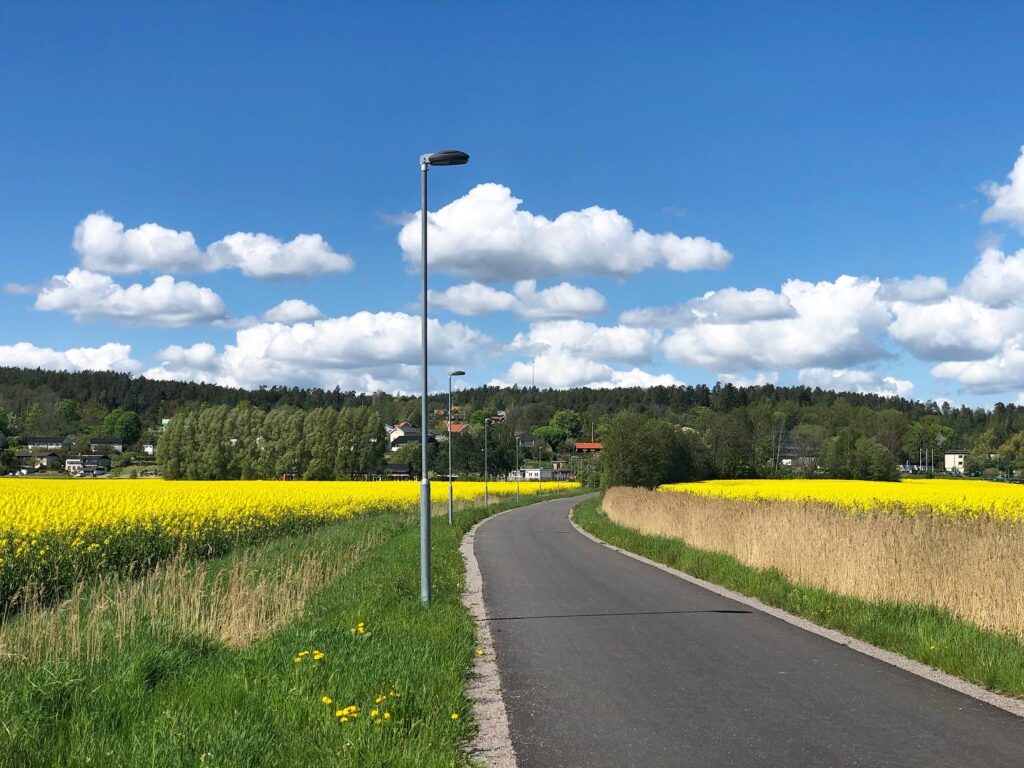 Cykelväg mellan rapsfält