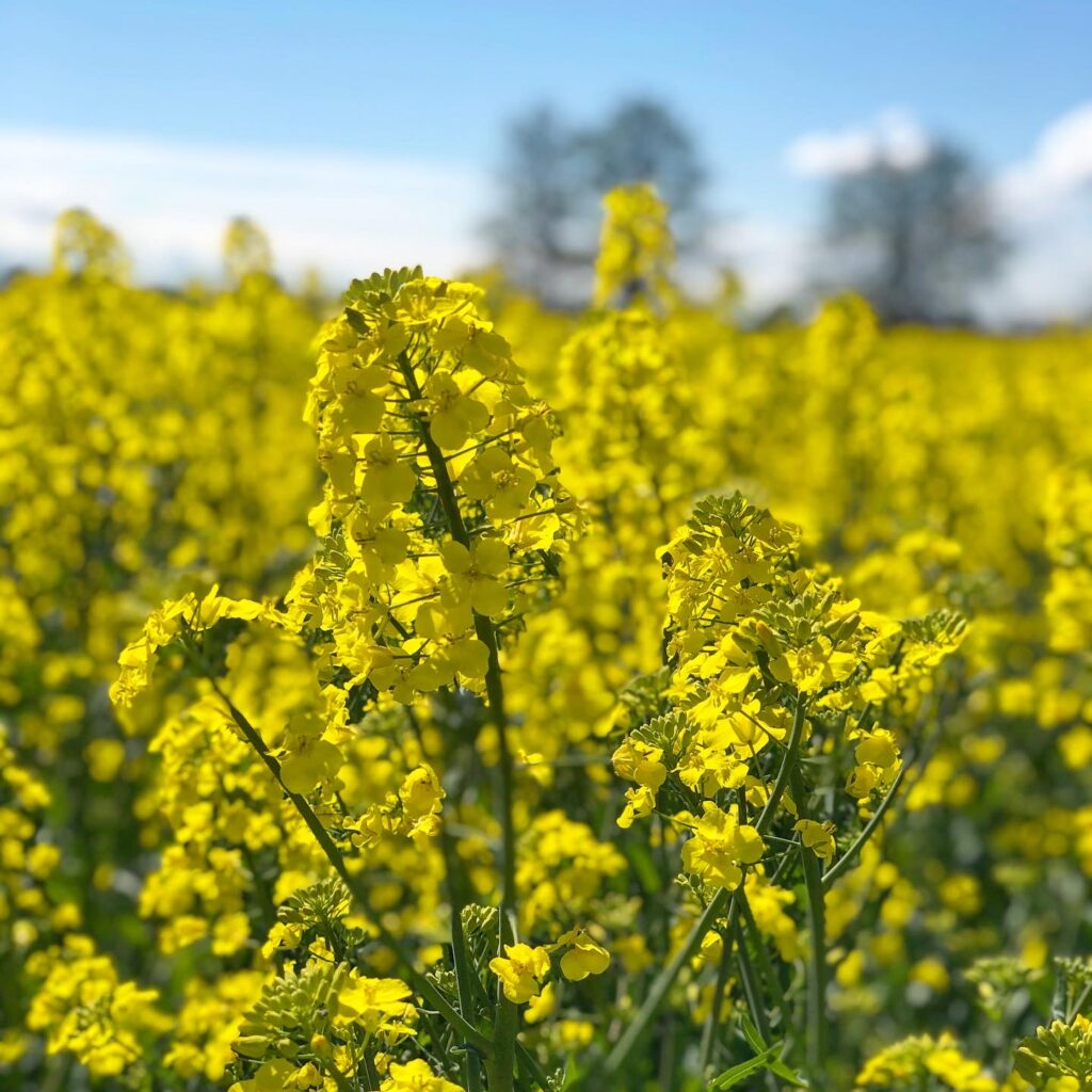Rapsfält