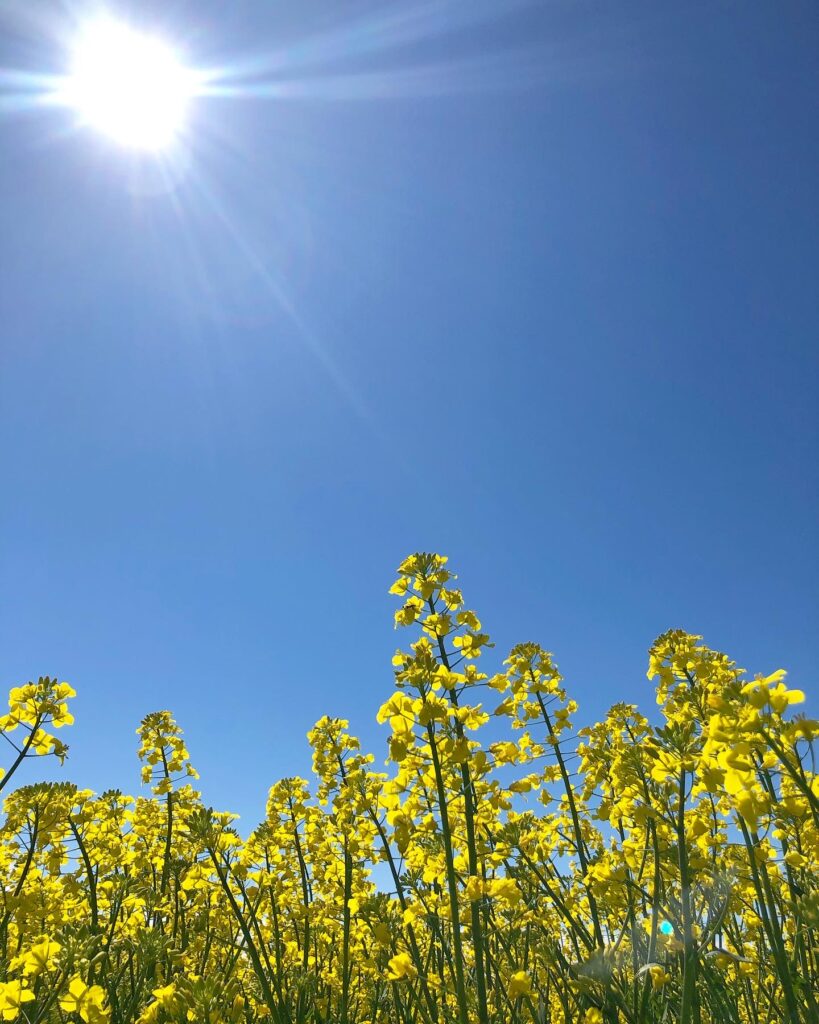 Rapsfält och sol
