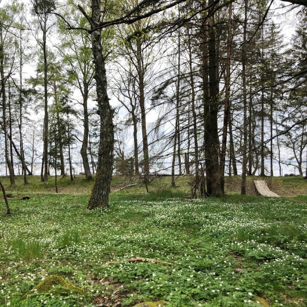 Vitsippor och Glan