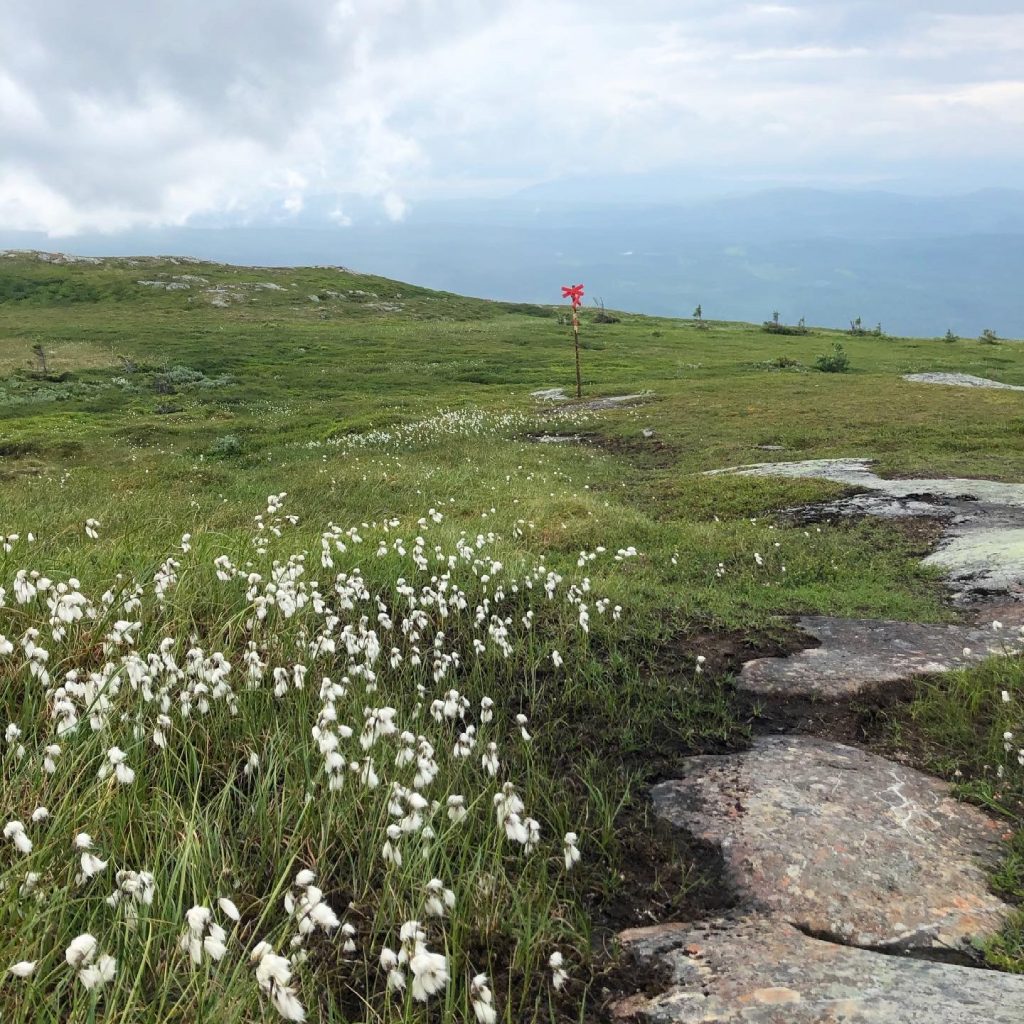 Mullfjället