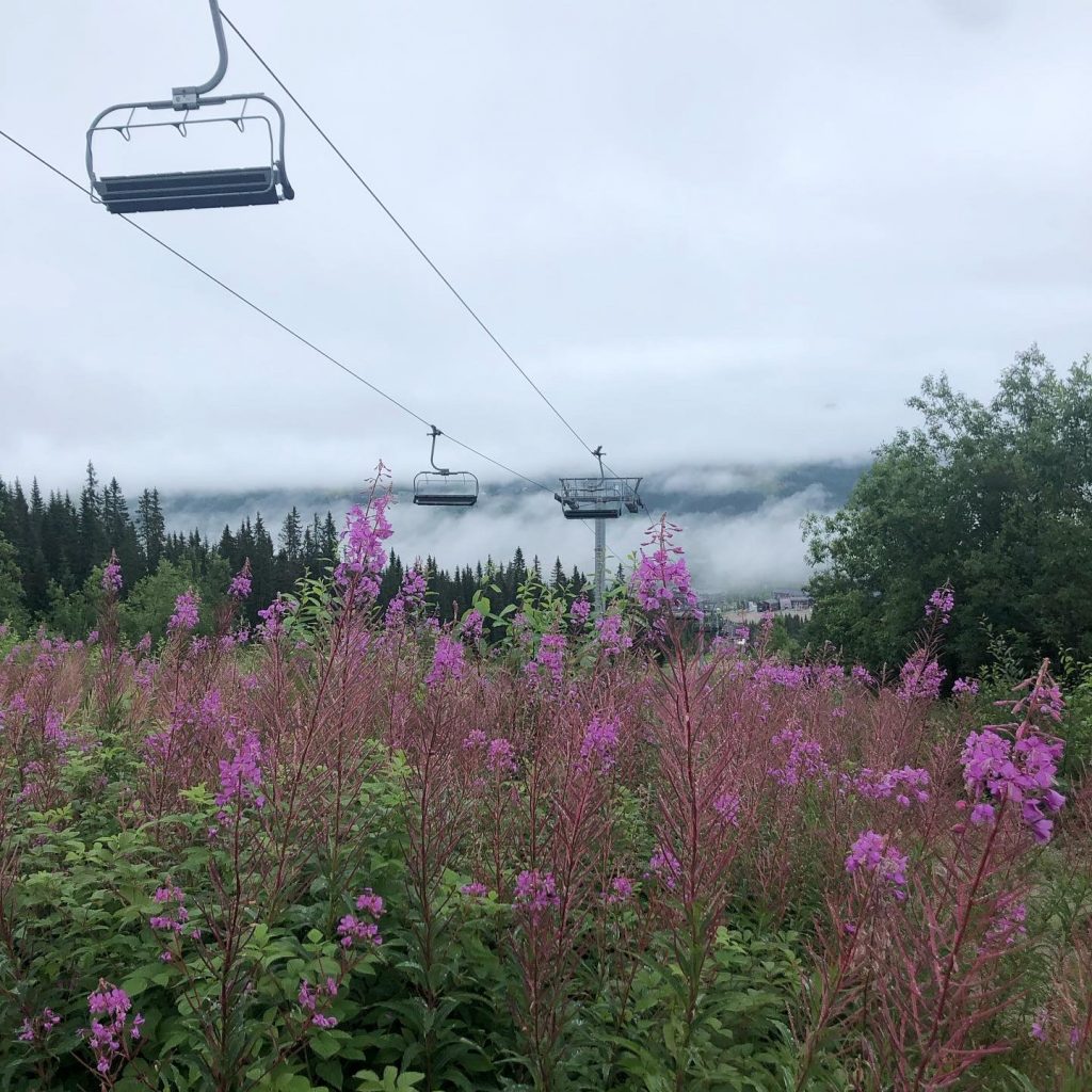 RAllarrosor