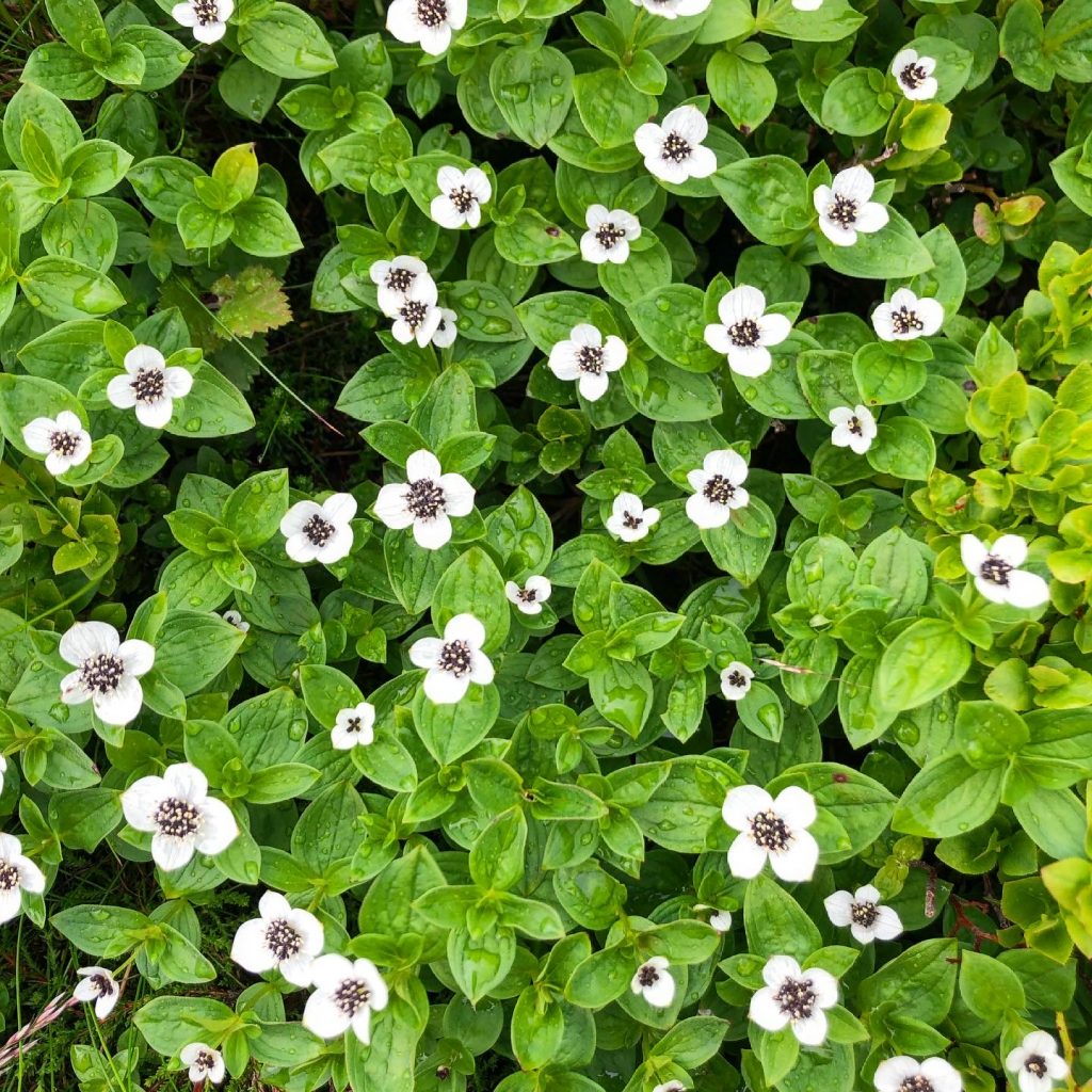 Fjällblommor