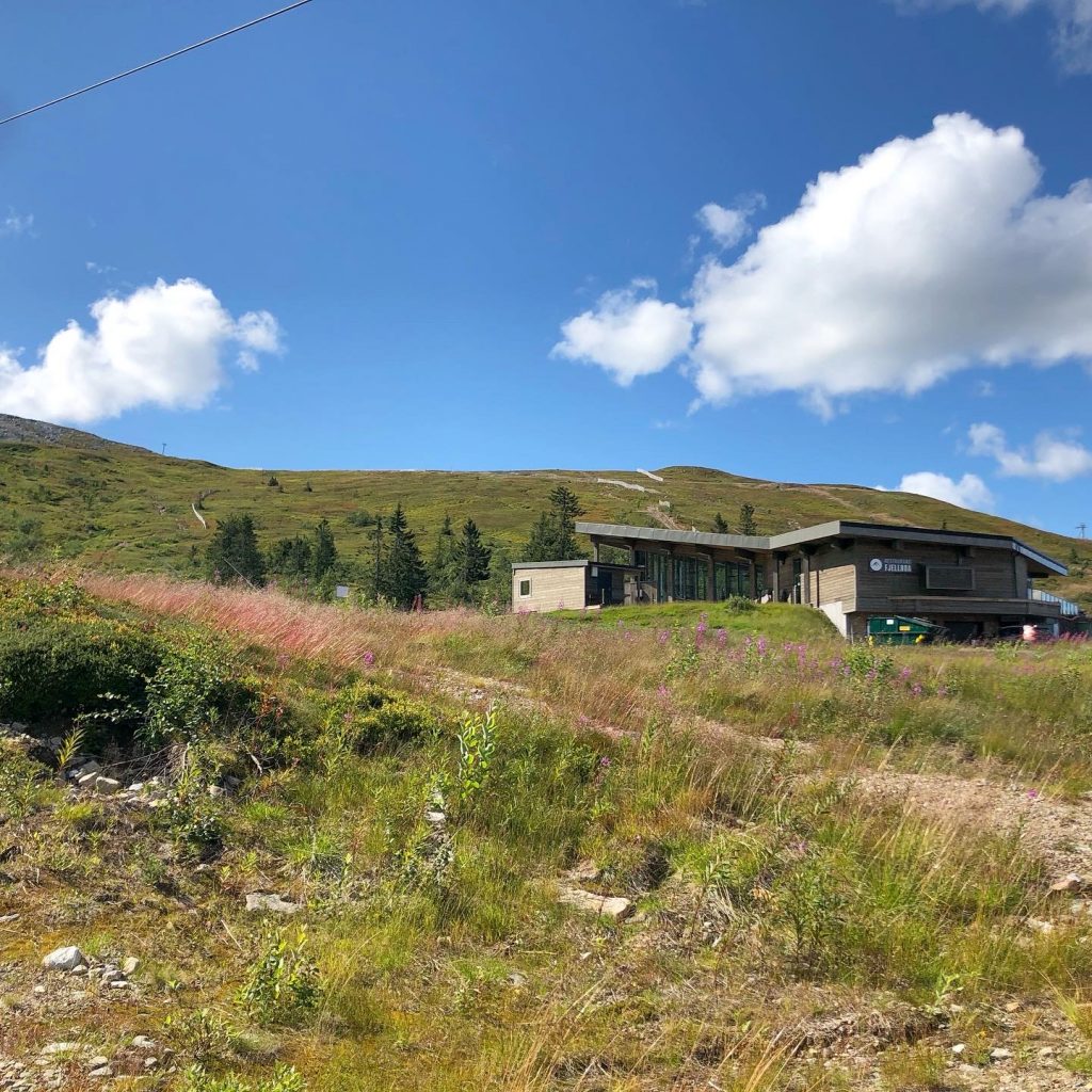 Fjellroa