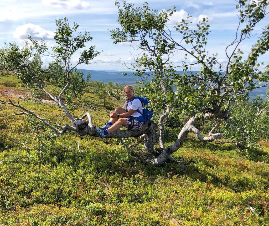 Björkhäng