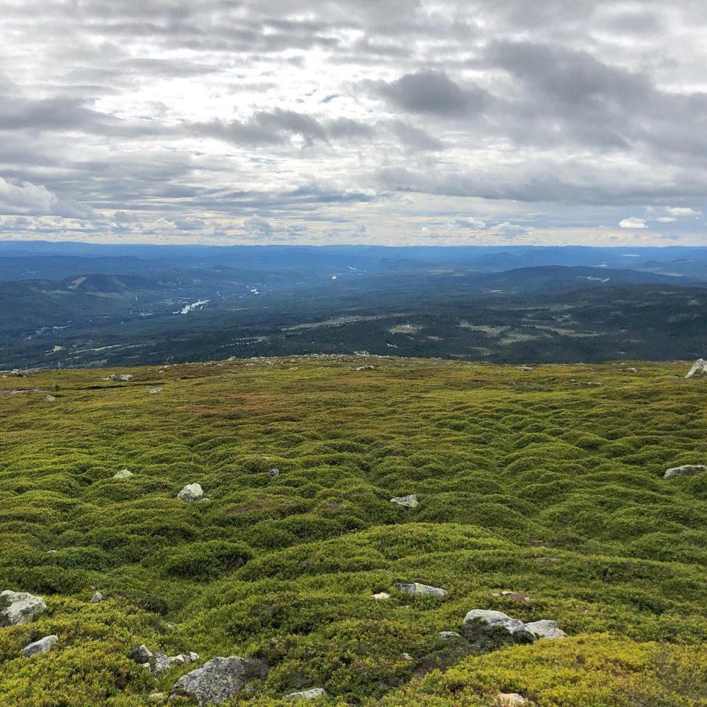 Böljande blåbärsris