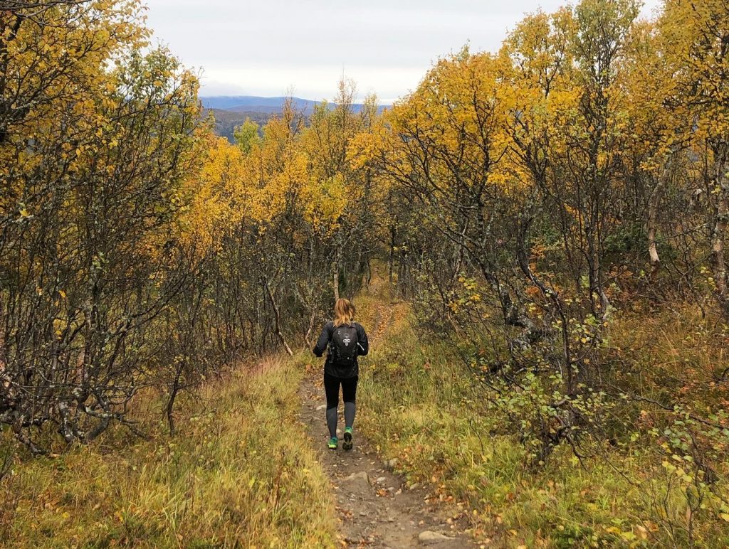 Björkskog