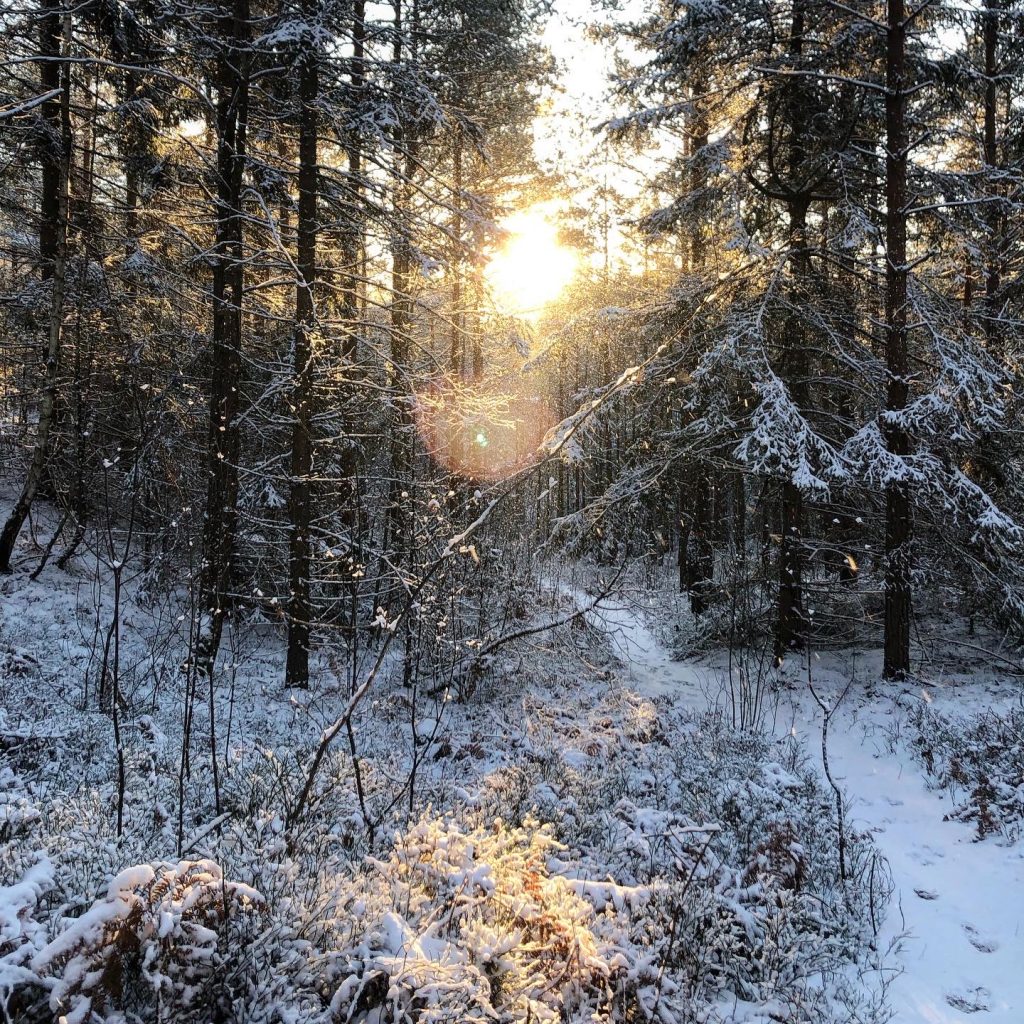 Julafton i skogen
