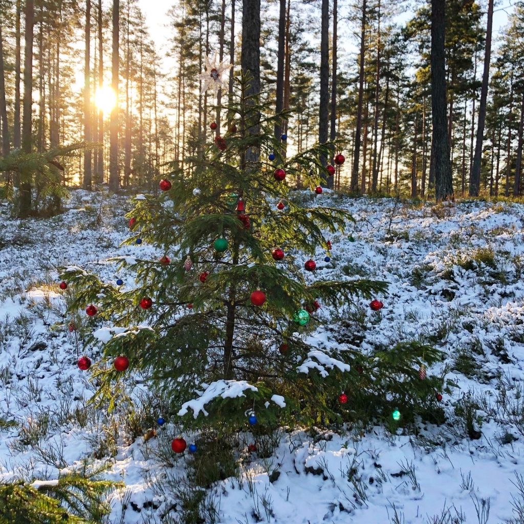 Julgran i skogen