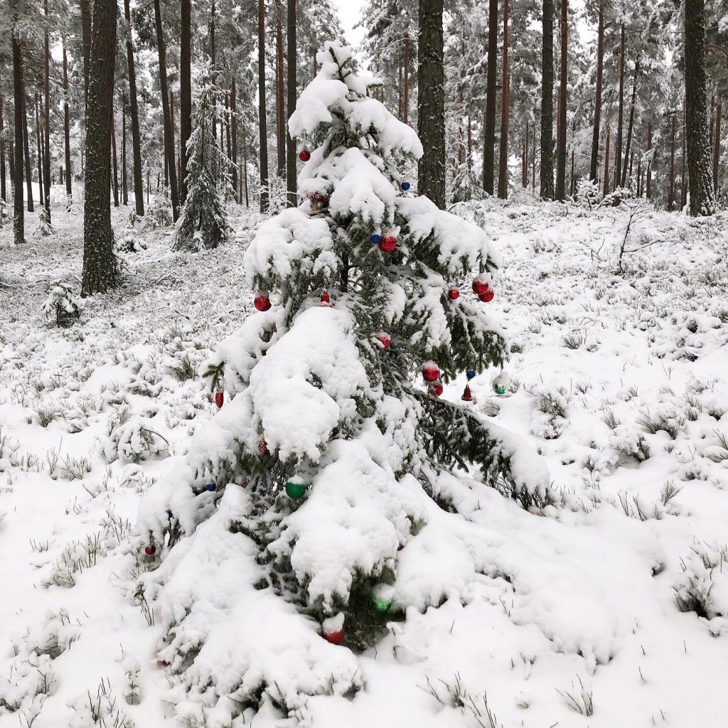 Julgran i skogen