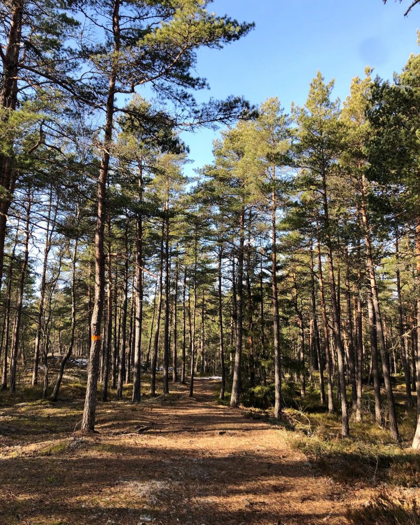 Skogen