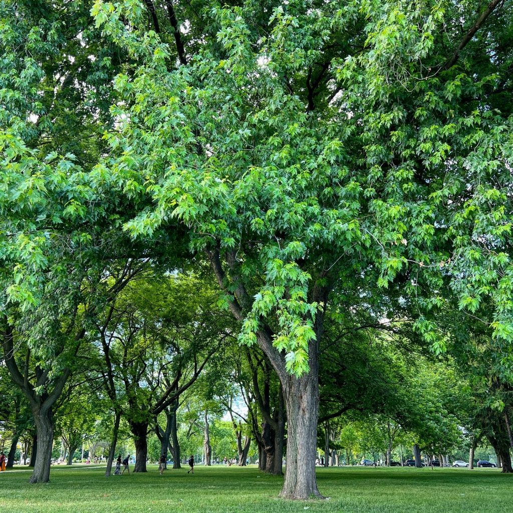 Coronaition Park och LÖNN