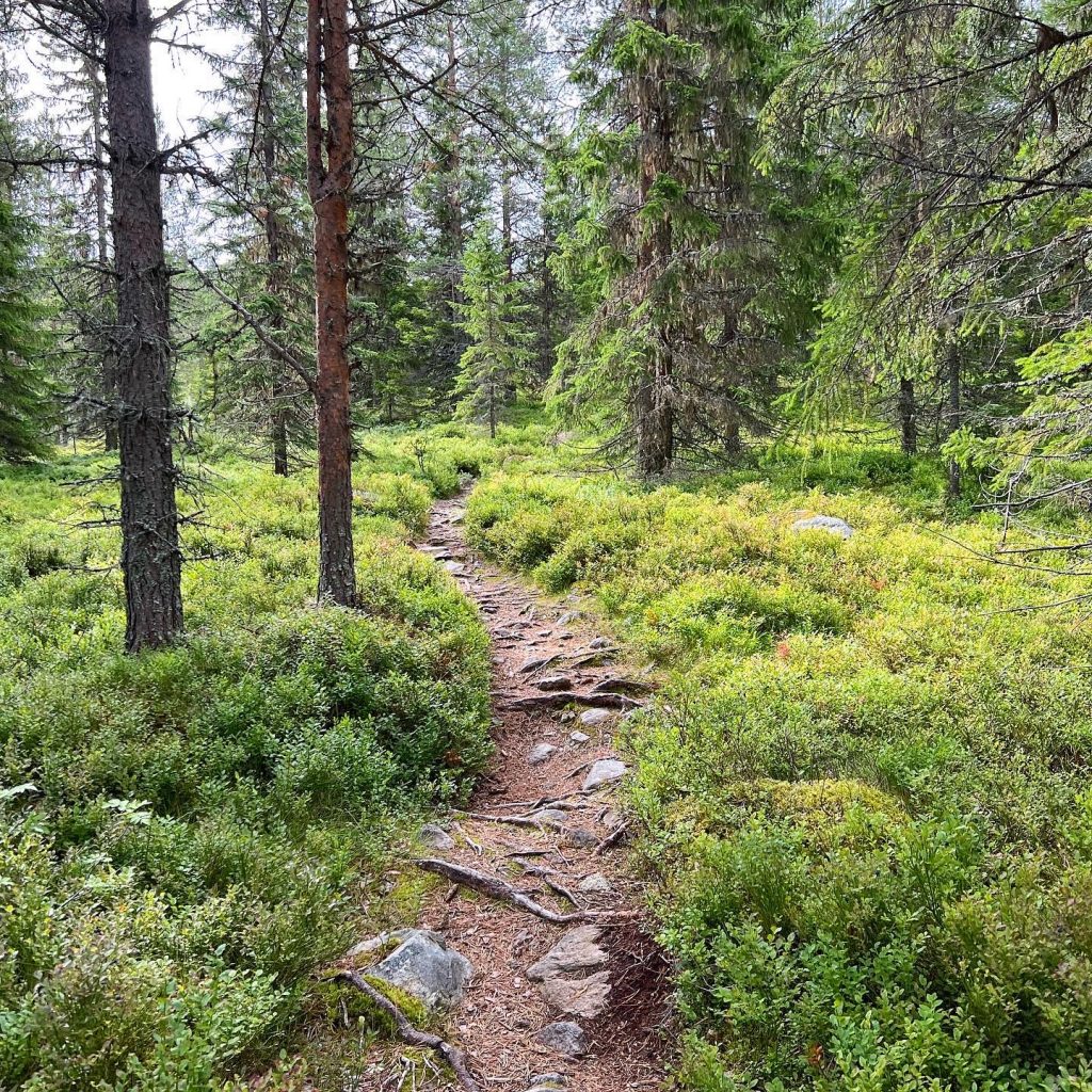 Skogsstig