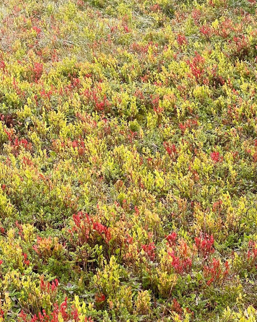 349B57A6-071B-4A0E-AD13-78578E9D9D90-819x1024 - Kvalptjønnhøgda