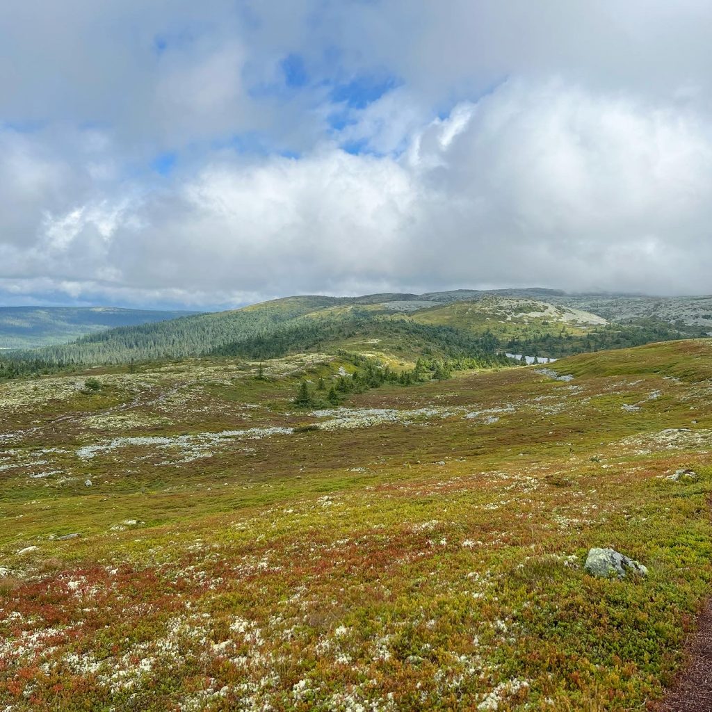 429AABEA-59D3-4661-9766-8CC0DA9722E2-1024x1024 - Kvalptjønnhøgda