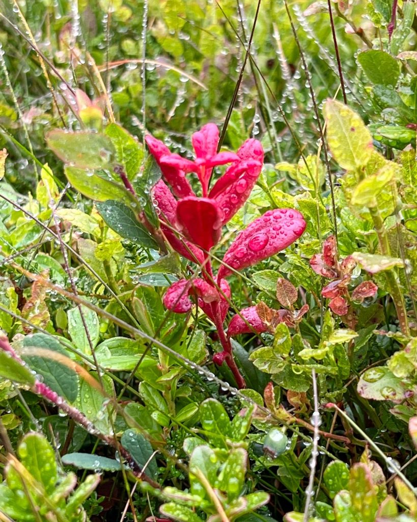 Rött ris på fjället
