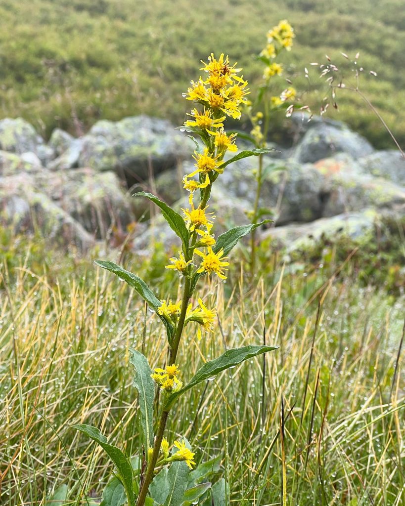 Gul blomma på fjället