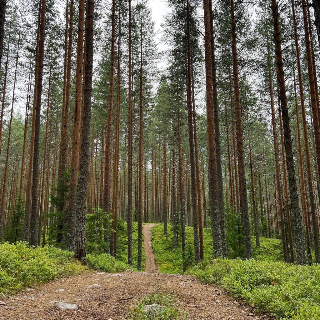 Vacker skog
