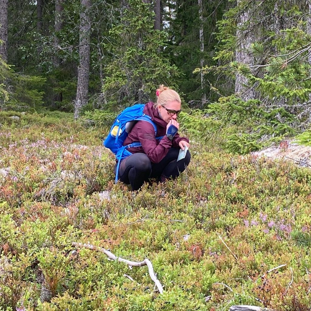 Blåbärsätning