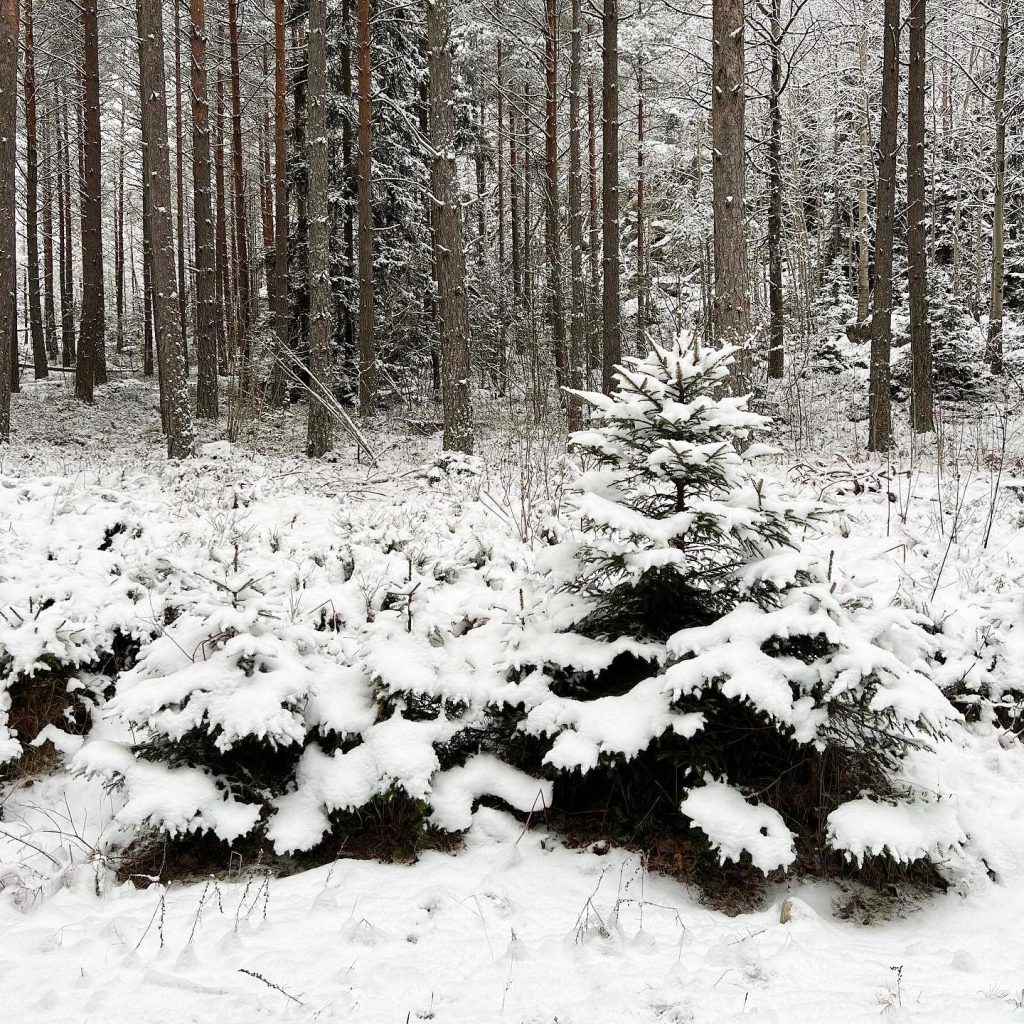 Snöiga granar