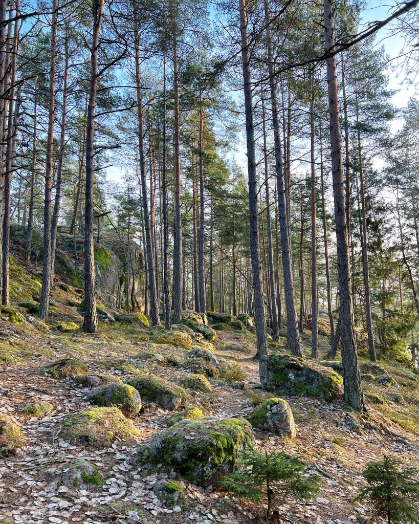 Skogen
