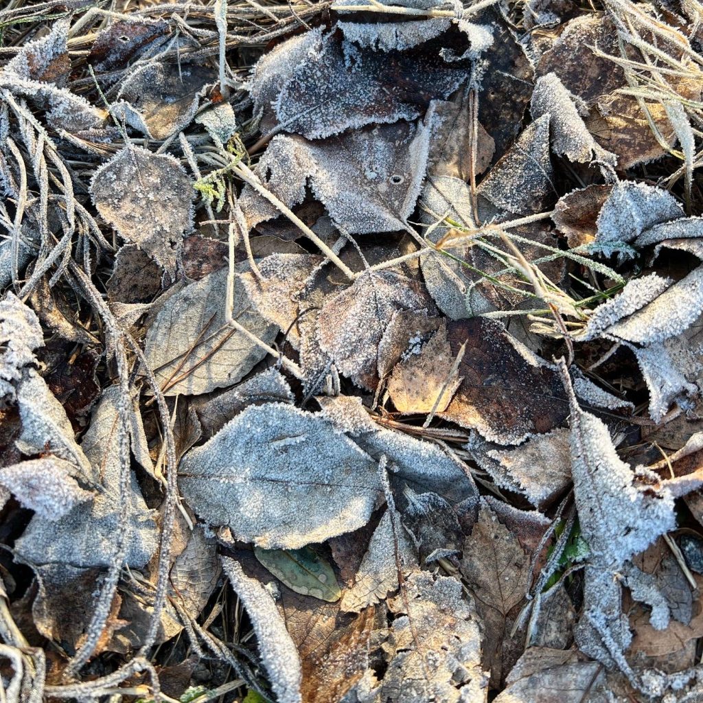 Frost