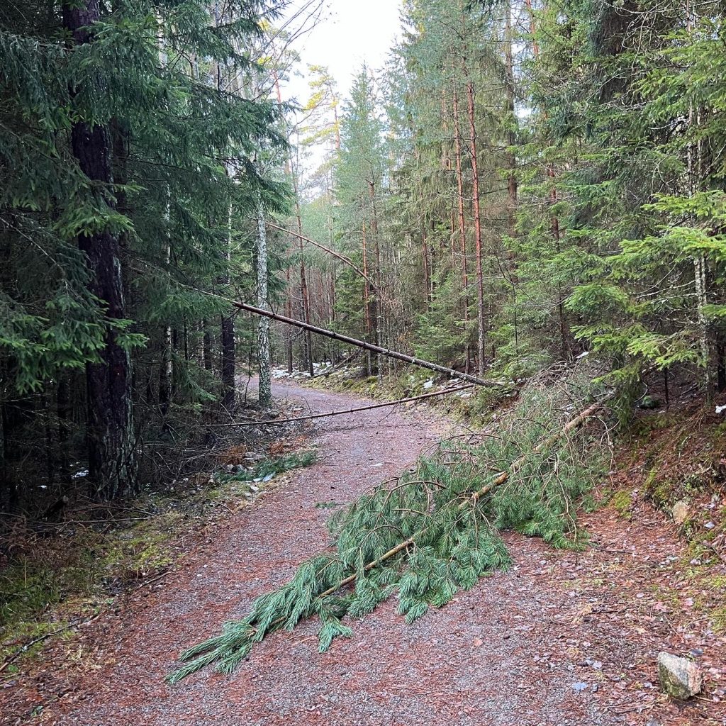 Fallna träd