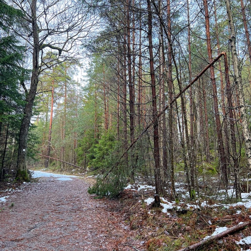Fallna träd
