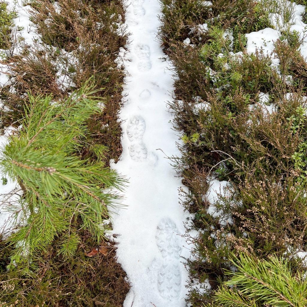Spår i snön