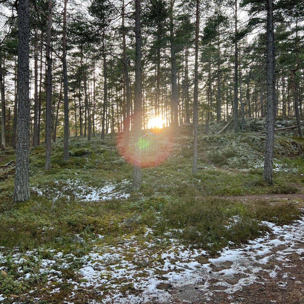 Kvällssol